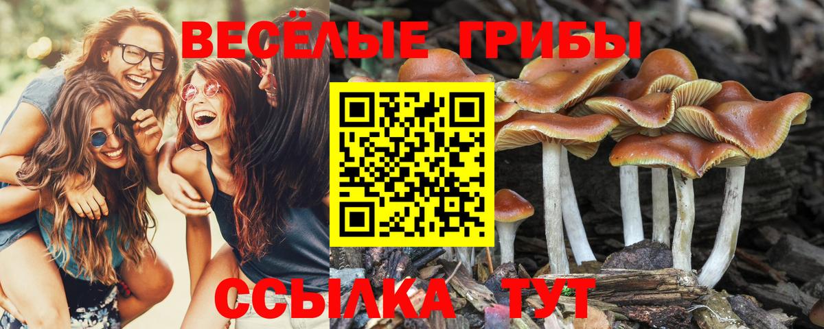 Псилоцибиновые грибы Psilocybine cubensis  Вход с VPN  где продают   Ессентуки 